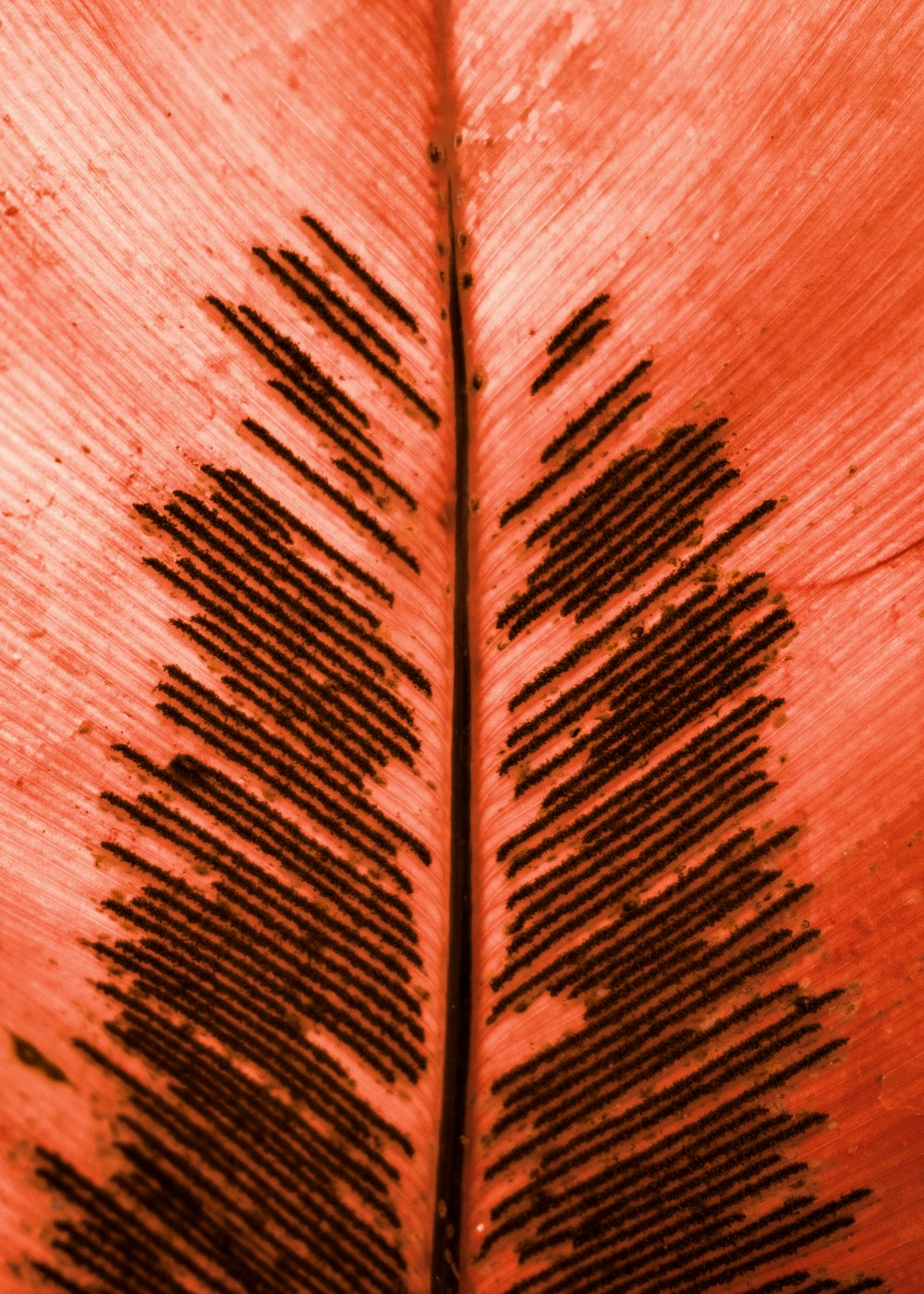 a close up of a leaf with a red background