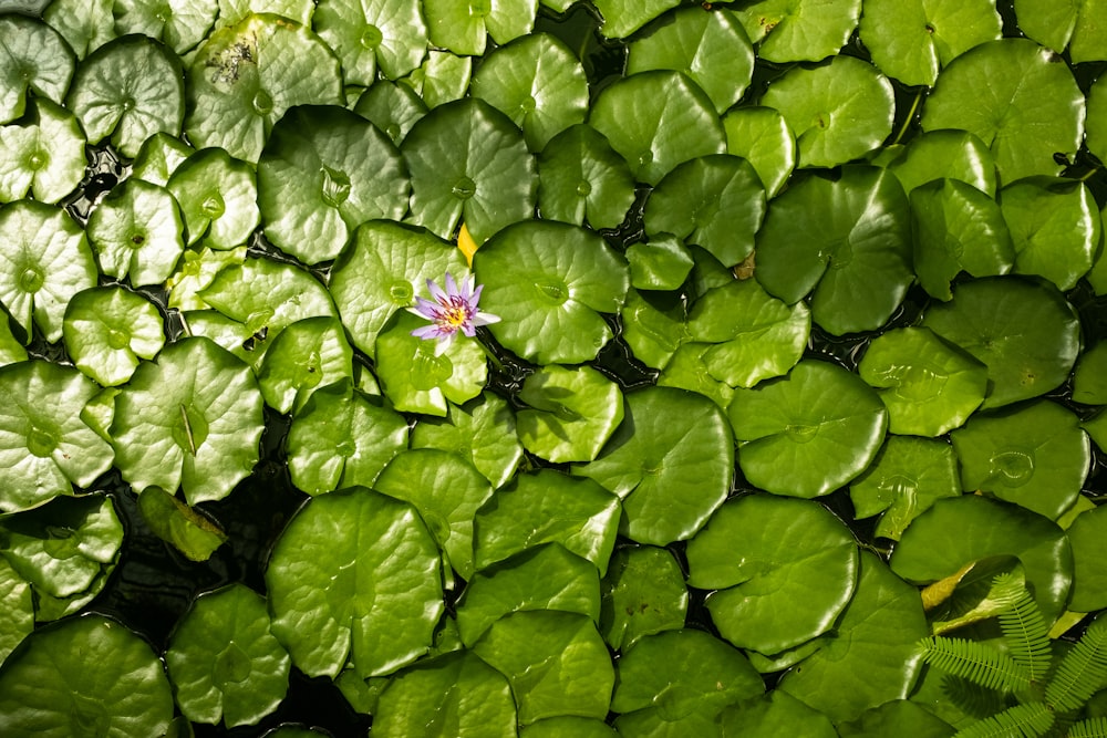a pink flower is surrounded by green leaves