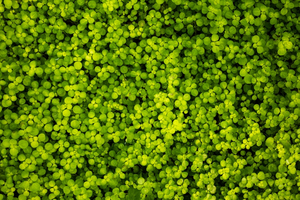 a very close up picture of some green plants