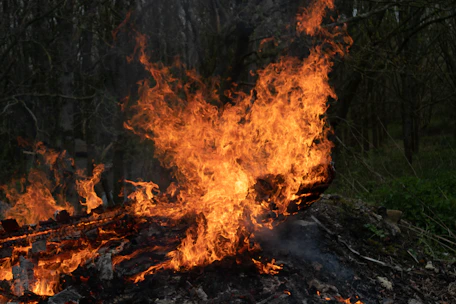 a fire blazing in a forest with trees in the background