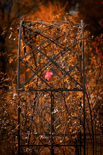 A close-up of a weathered metal trellis entwined with vibrant climbing roses in a sunlit garden.