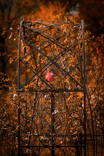 A close-up of a weathered metal trellis entwined with vibrant climbing roses in a sunlit garden.