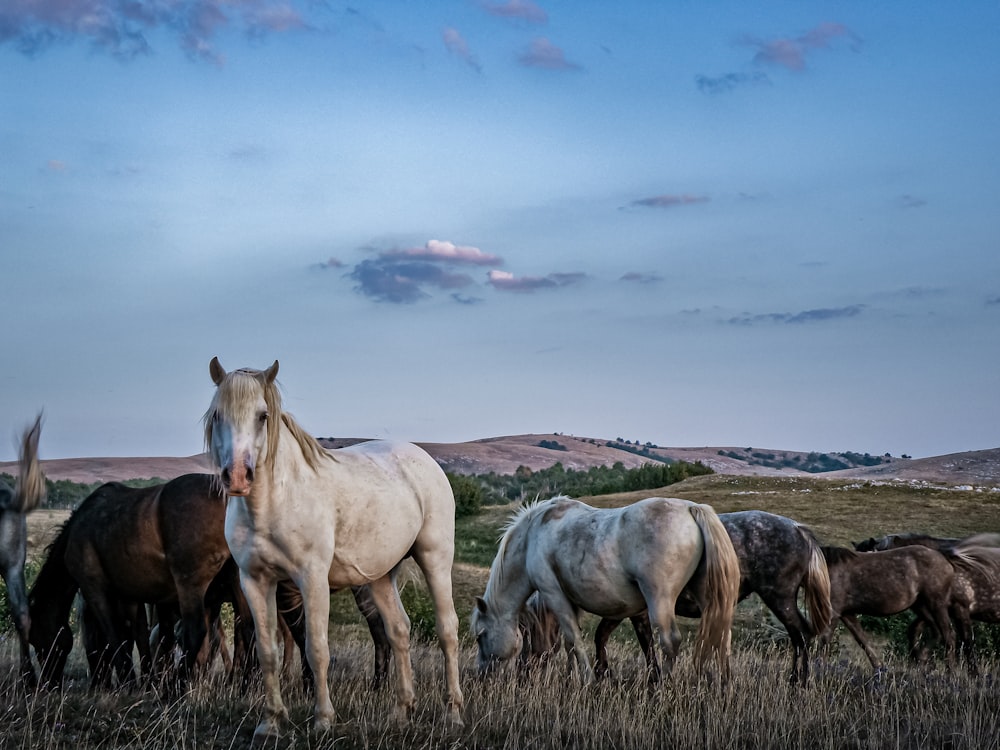 a group of horses grazing in a field