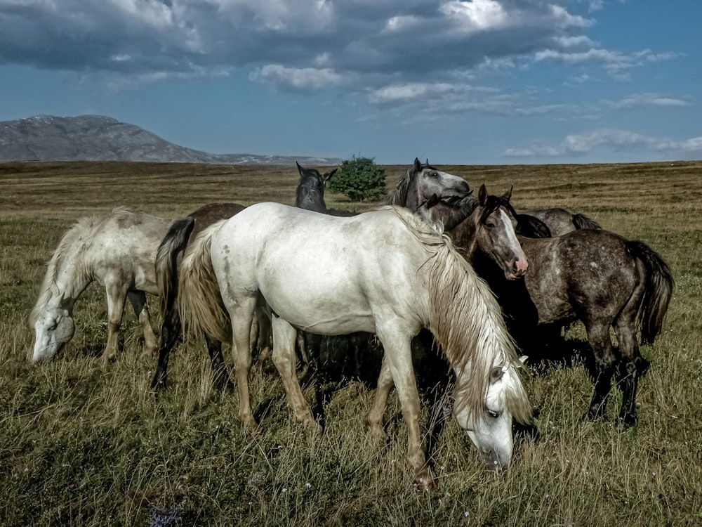 a herd of horses grazing on a lush green field