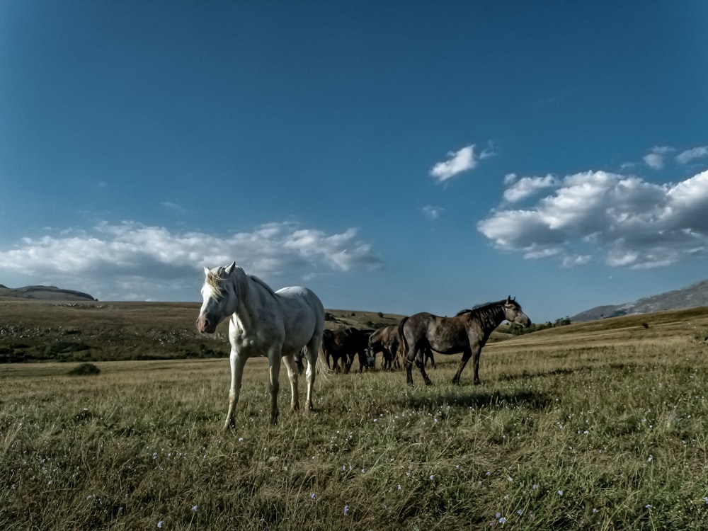 a group of horses standing on top of a grass covered field