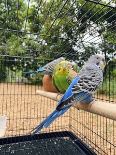 Three parakeets perched on a branch inside a cage with a natural backdrop of green foliage. Two birds have blue and white feathers with black markings, while the third is green with a yellow head. The cage bars are visible in the foreground, adding a sense of enclosure.