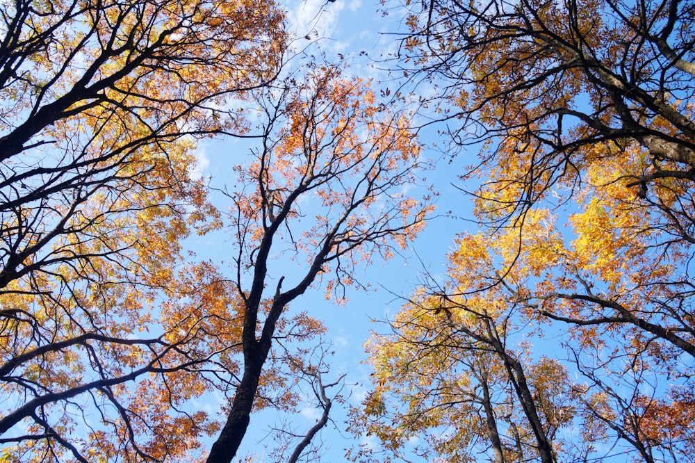 a group of trees with yellow and orange leaves