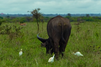 A large buffalo stands in a grassy savanna setting, surrounded by several white egrets. The landscape is lush with greenery, and a lone antelope is visible in the background.