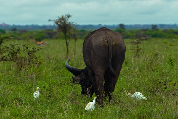 A large buffalo stands in a grassy savanna setting, surrounded by several white egrets. The landscape is lush with greenery, and a lone antelope is visible in the background.