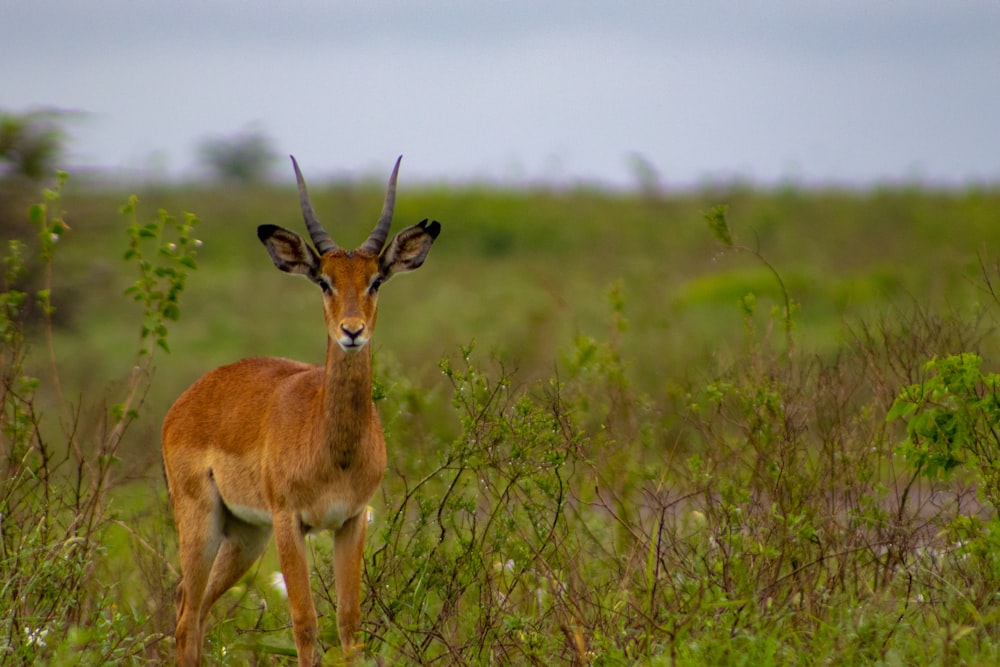 a gazelle standing in the middle of a grassy field