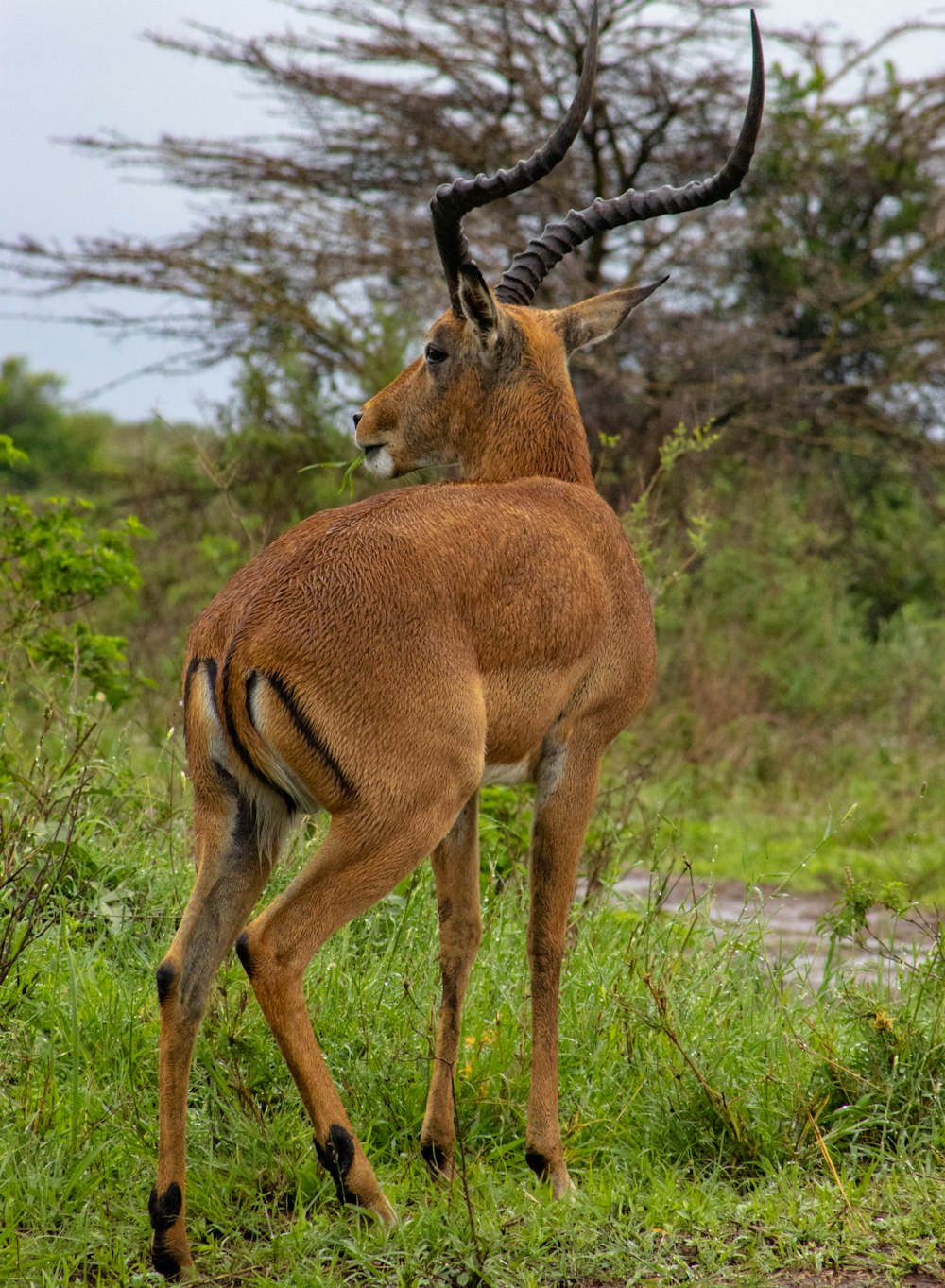 a couple of antelope standing on top of a lush green field