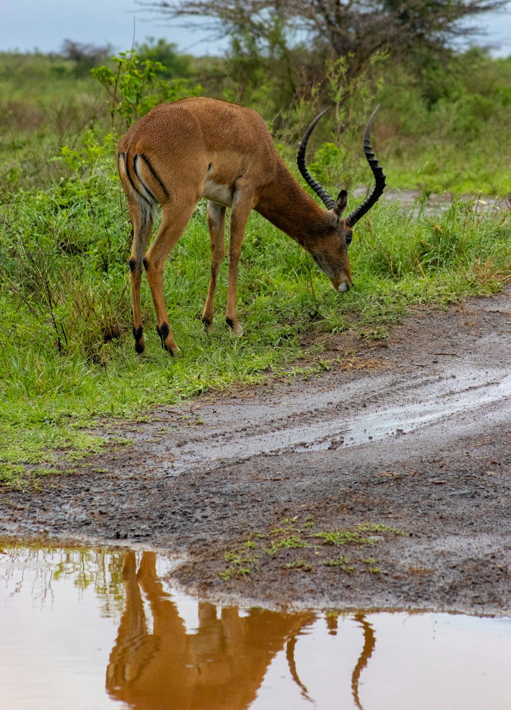 a gazelle drinking water from a puddle in the grass