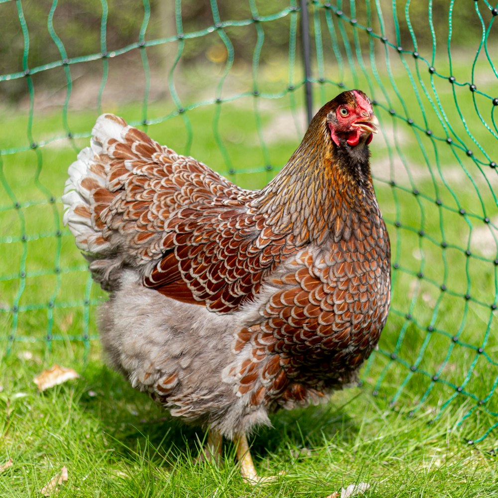 a brown and white chicken standing next to a green net