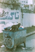 A stray cat stands atop a garbage bin filled with trash bags. The bin is metallic and weathered, situated on a street with a concrete wall covered in graffiti behind it. The ground is littered with bits of rubbish, and there are buildings visible in the background under an overcast sky.