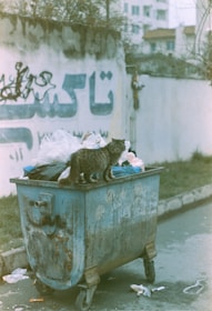 A stray cat stands atop a garbage bin filled with trash bags. The bin is metallic and weathered, situated on a street with a concrete wall covered in graffiti behind it. The ground is littered with bits of rubbish, and there are buildings visible in the background under an overcast sky.