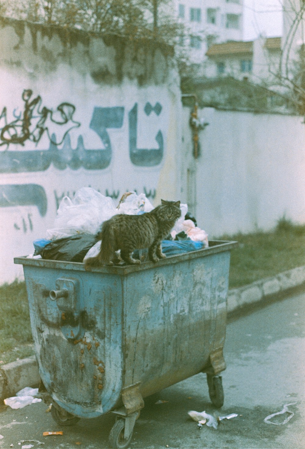 a cat sitting on top of a trash can