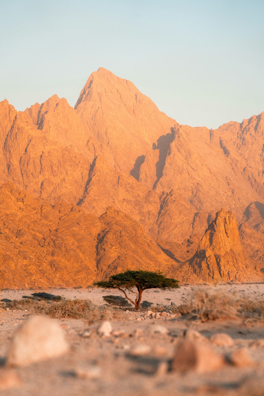 uma árvore solitária no meio de um deserto