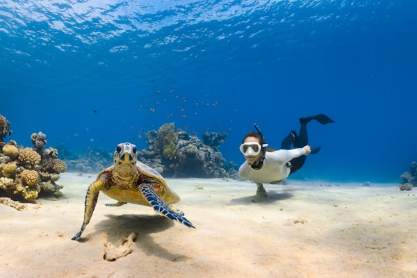 A sea turtle and a scuba diver are peering curiously back at the reader. 