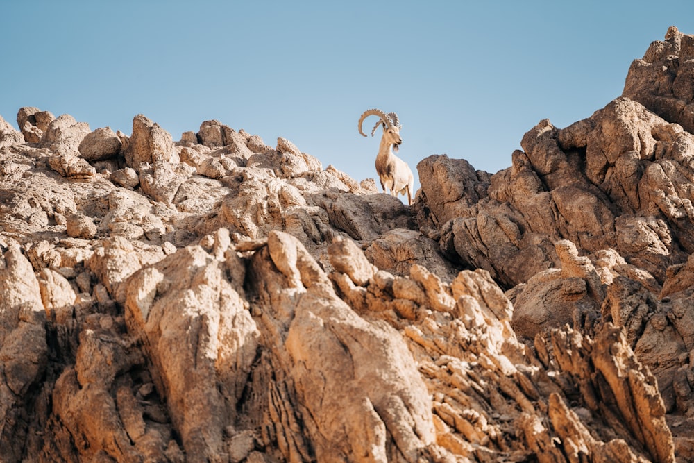 Un carnero parado en la cima de una montaña rocosa