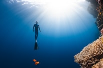 A diver wearing a wetsuit and fins is underwater near a coral reef. Sunlight penetrates the water, illuminating the scene. Two small orange fish are swimming near the coral.