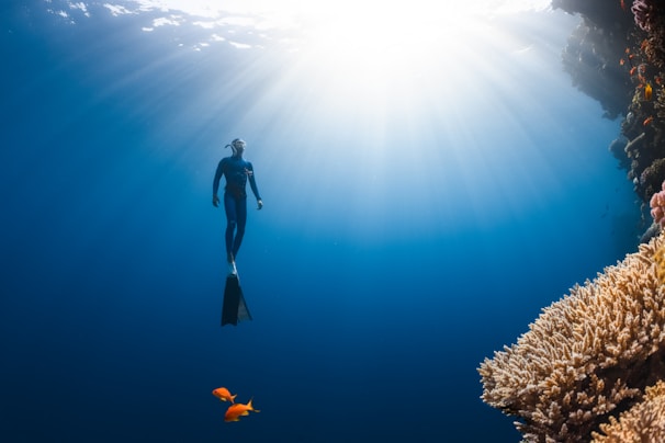 A diver wearing a wetsuit and fins is underwater near a coral reef. Sunlight penetrates the water, illuminating the scene. Two small orange fish are swimming near the coral.