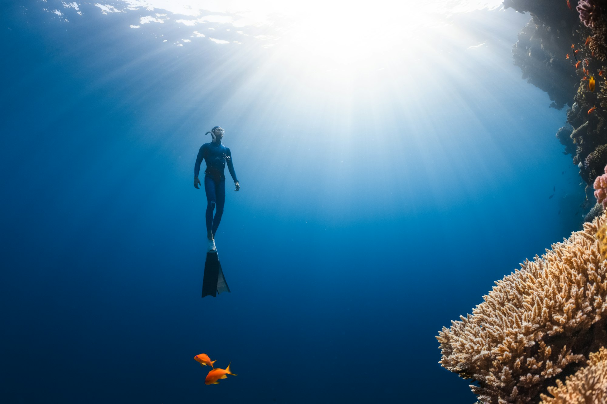 Underwater, a snorkeler swims to the surface, with coral and two orange fish around them. 