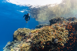 a man swimming over a coral reef in the ocean
