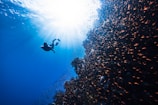 a person swimming in the ocean with a lot of fish