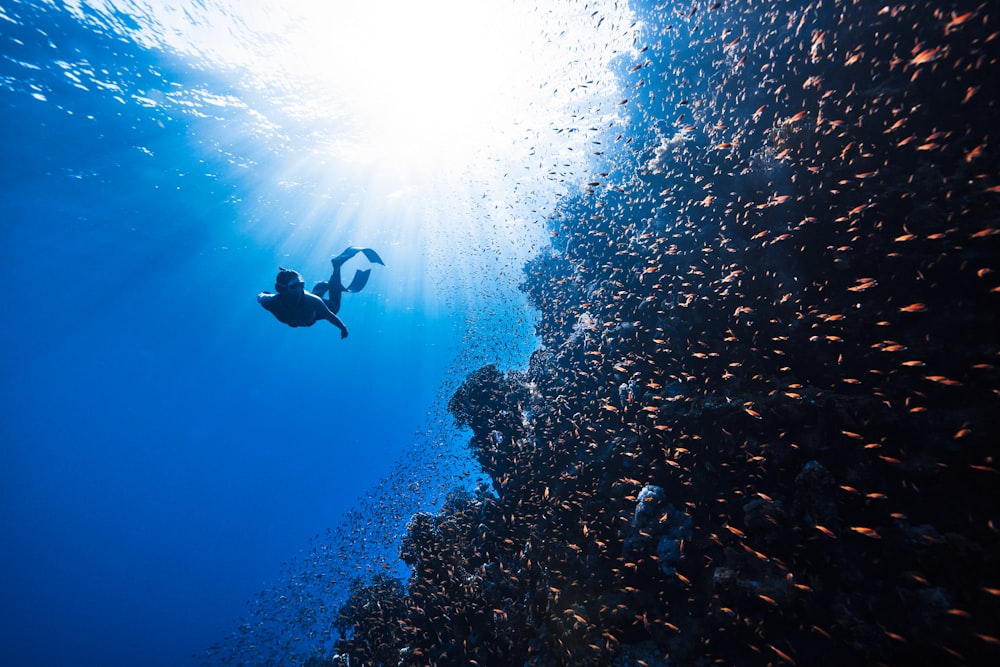 a person swimming in the ocean with a lot of fish