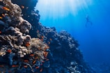 A vibrant underwater scene featuring a diver swimming near a coral reef. The sunlight piercing through the clear blue water creates a serene atmosphere. Various corals and small orange fish populate the foreground, showcasing the rich biodiversity of the marine environment.