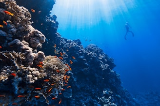 A vibrant underwater scene featuring a diver swimming near a coral reef. The sunlight piercing through the clear blue water creates a serene atmosphere. Various corals and small orange fish populate the foreground, showcasing the rich biodiversity of the marine environment.