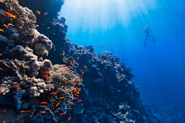 A serene underwater view of a diver exploring a vibrant coral reef in the Caribbean Sea.