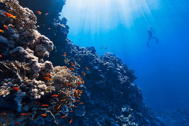 A vibrant underwater scene featuring a diver swimming near a coral reef. The sunlight piercing through the clear blue water creates a serene atmosphere. Various corals and small orange fish populate the foreground, showcasing the rich biodiversity of the marine environment.