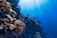 A vibrant underwater scene featuring a diver swimming near a coral reef. The sunlight piercing through the clear blue water creates a serene atmosphere. Various corals and small orange fish populate the foreground, showcasing the rich biodiversity of the marine environment.