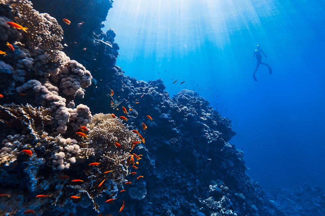 7 Essential Tips for First-Time Snorkelers at the Great Barrier Ree… — 7 Essential Tips for First-Time Snorkelers
