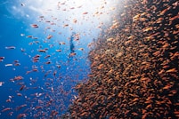 a large group of fish swimming in the ocean