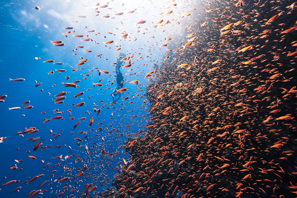 um grande grupo de peixes nadando no oceano