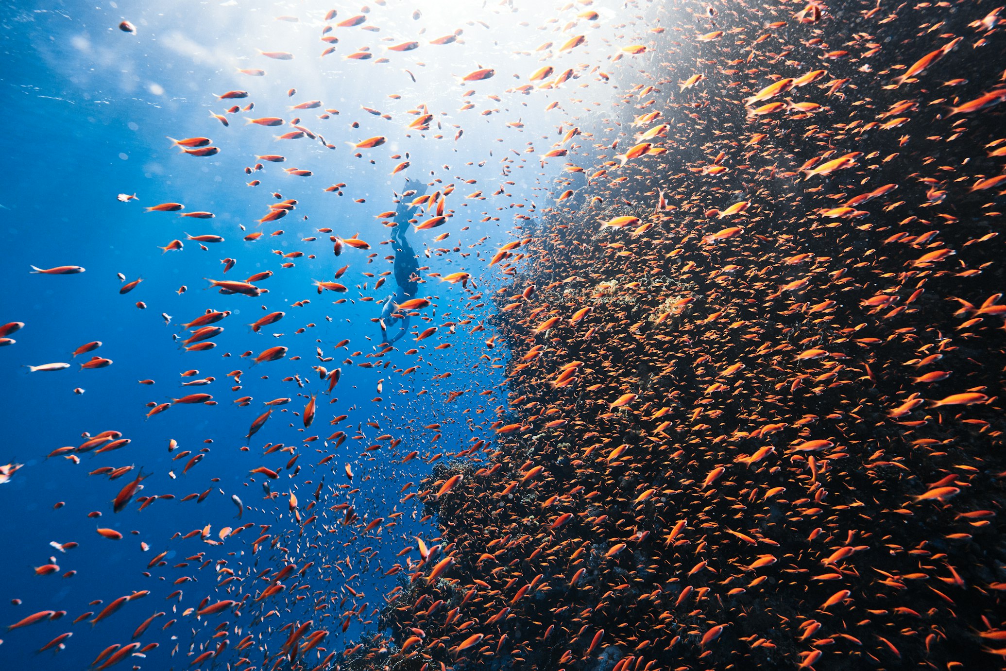 Un sub e pesci rossi nel Mar Rosso