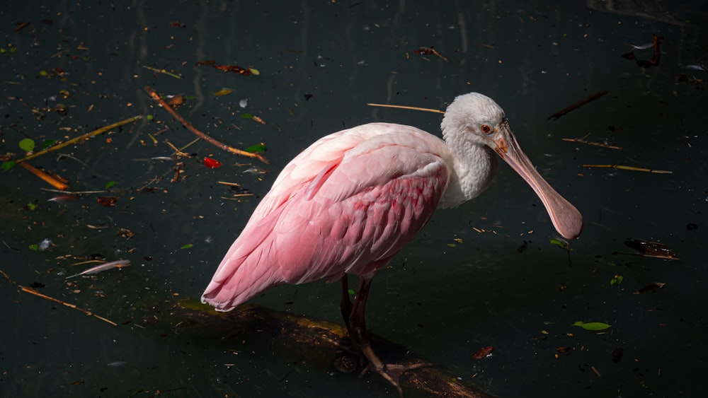 a pink and white bird standing on a branch in the water