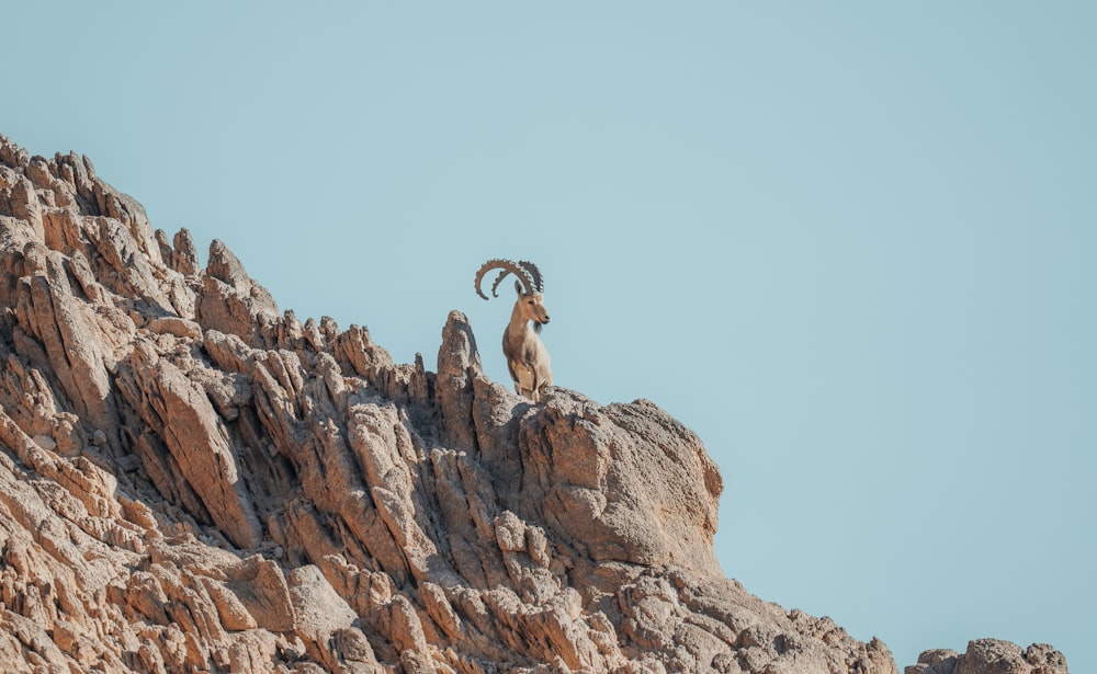 Un carnero parado en la cima de una montaña rocosa
