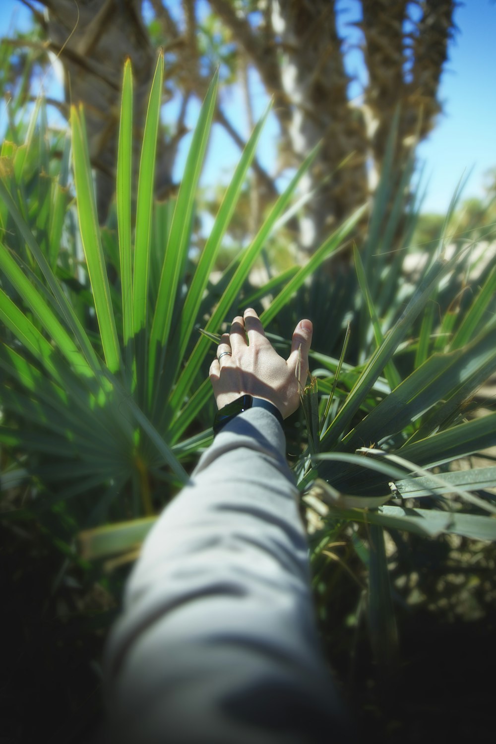 eine Hand, die in eine Palme greift