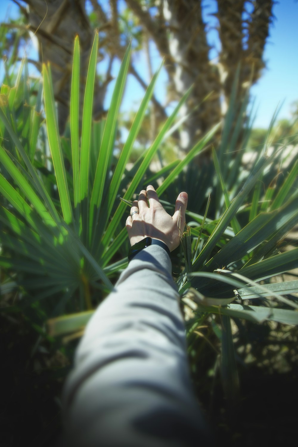a hand reaching up into a palm tree