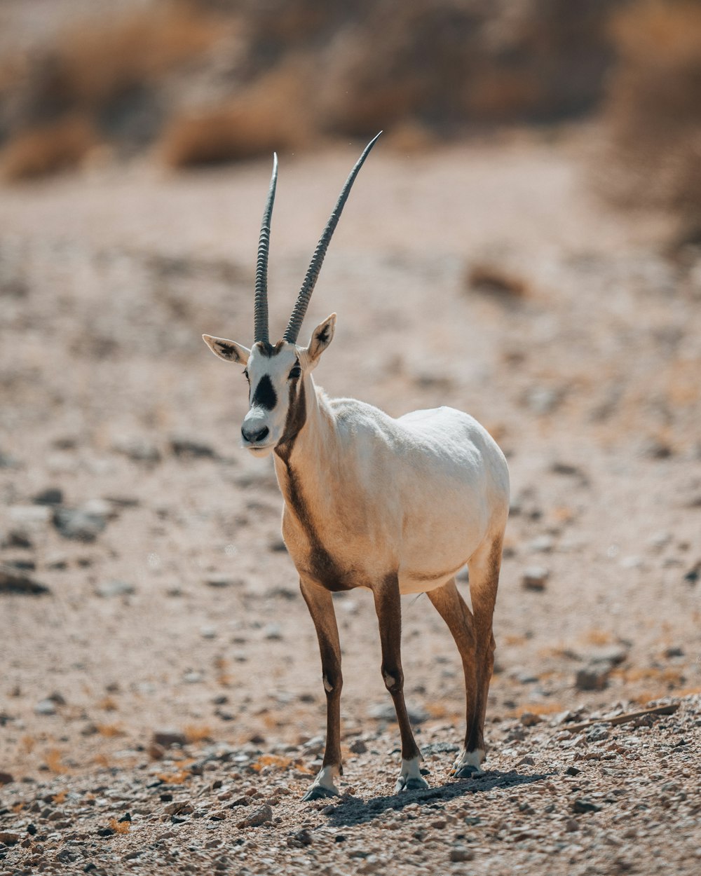 Eine Antilope, die mitten in der Wüste steht