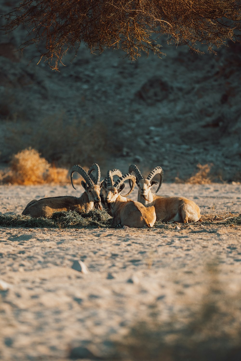 a group of antelope laying down in the desert