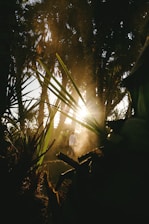 A person stands amidst dense foliage, with sunlight streaming through the trees, creating a warm glow and casting shadows. The scene suggests a sense of exploration and tranquility.