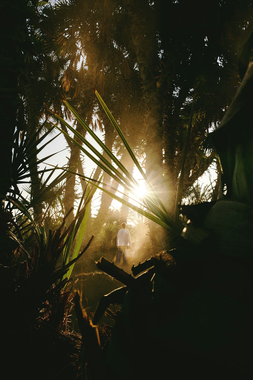 o sol está brilhando através das árvores na floresta