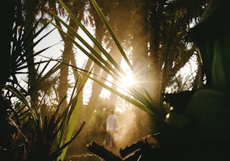 the sun is shining through the trees in the forest