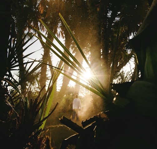 the sun is shining through the trees in the forest