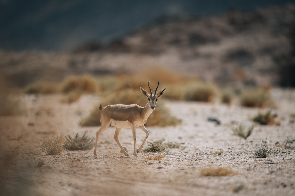 a small antelope standing in the middle of a desert