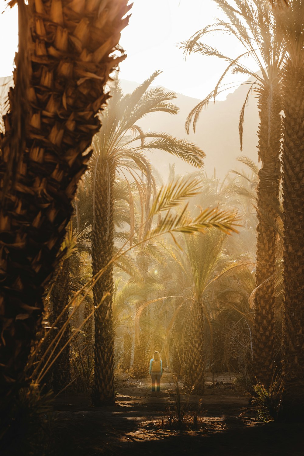 a group of palm trees in a park